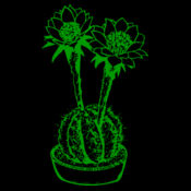 Cactus Design