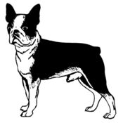 Puppy Design