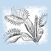 Flytrap  Design